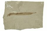 Eocene Fossil Leaf (Oreopanax) - Green River Formation, Utah #331894-1